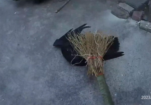 Sau khi cảnh sát Dương Quân thuộc đồn cảnh sát địa phương đến nơi, đầu tiên anh đeo găng tay để bảo vệ, sau đó dùng chổi để khống chế, trấn áp con chim kỳ lạ.