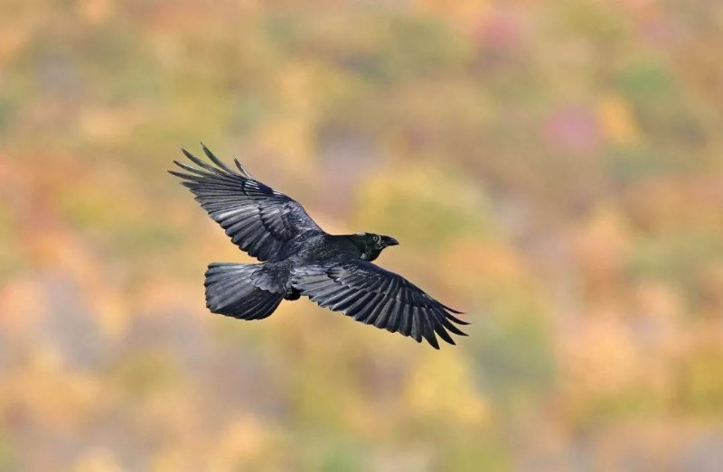 Anh Shiva Kewat, một lao động công nhật ở làng Sumela thuộc bang Madhya Pradesh, Ấn Độ, đã bị cả bầy quạ trả thù suốt 3 năm chỉ vì một sự hiểu nhầm. Để tránh bị thương, Shiva Kewat đi đâu cũng phải mang theo một cây gậy để đánh đuổi bầy quạ.