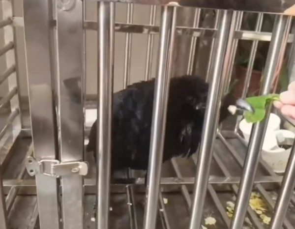 Sau đó, phía Trung tâm bảo tồn động vật hoang dã Vũ Hán xác nhận, con chim không có vết thương nào, nó thuộc loài quạ, gọi là độ nha, là loài vật được bảo vệ hạng nhất cấp quốc gia, nổi tiếng là loài chim dũng cảm, không sợ con người.