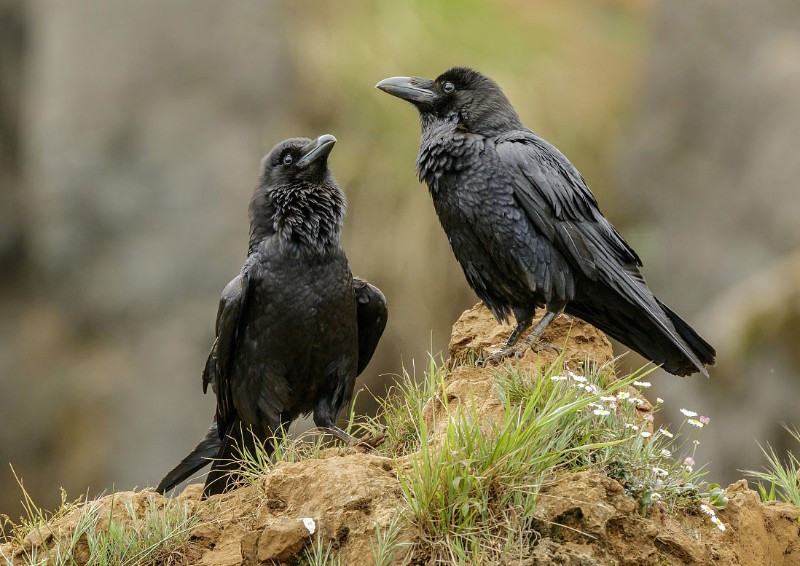 Mặc dù ý tưởng trả thù của quạ có thể không phức tạp như con người, nhưng giới nghiên cứu từng ghi nhận loài chim này có xu hướng tấn công đơn lẻ hoặc phối hợp nhằm vào những người đã chống lại chúng.