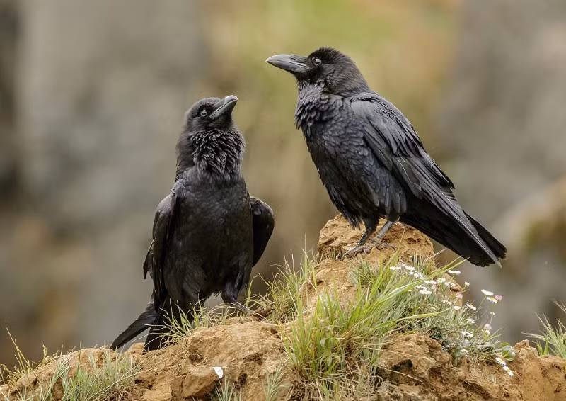 Mặc dù ý tưởng trả thù của quạ có thể không phức tạp như con người, nhưng giới nghiên cứu từng ghi nhận loài chim này có xu hướng tấn công đơn lẻ hoặc phối hợp nhằm vào những người đã chống lại chúng.