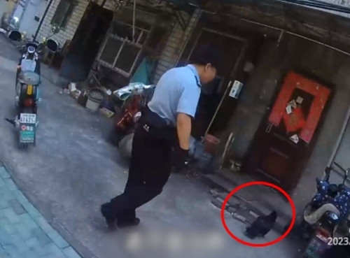 Con chim này trông giống như một con quạ nhưng lớn hơn, mỗi khi nhìn thấy có người đi ngang qua trên đường, nó sẽ chủ động lao đến, dang rộng đôi cánh rồi vồ lấy người dân bằng móng vuốt và mỏ.