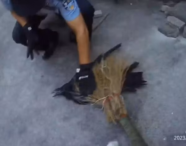 Rất nhanh, cảnh sát đã trấn áp được con chim và bắt nó cho vào lồng, giao cho Trung tâm bảo tồn động vật hoang dã Vũ Hán để xử lý.