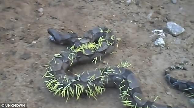 Gặp trường hợp tương tự khi chạm trán với nhím, một con trăn lớn ở Brazil đang quằn quại dưới đất vì bị nhím phóng gai tấn công.