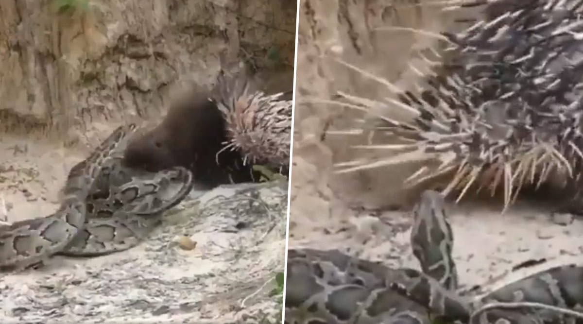 Dù kích thước có khổng lồ thế nào, khi gặp phải nhím, những con trăn cũng không có lợi thế.