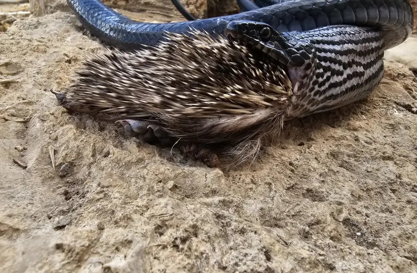 Sau khi Aviad Bar, một nhà sinh thái bò sát đến hiện trường, anh xác định rằng đó là một con rắn không độc thuộc loài rắn roi đen đang cố ăn thịt một con nhím thông thường.