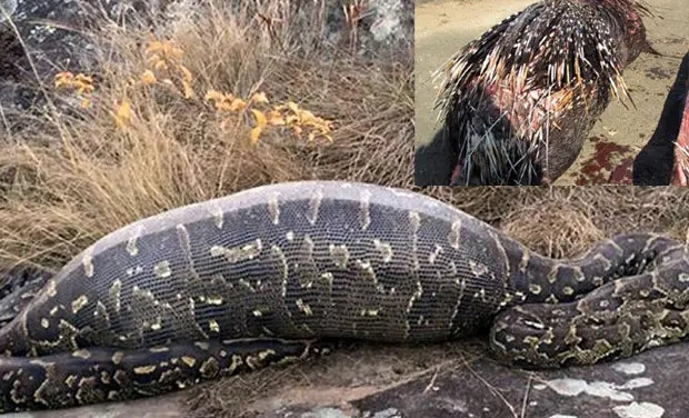 Trong ảnh là cảnh tượng một con trăn đá châu Phi chết trong hoàn cảnh bất thường sau khi nuốt chửng con nhím khổng lồ nặng 13,8 kg tại một công viên trò chơi tư nhân ở Nam Phi.