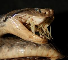 Nếu cố chấp tấn công và ăn thịt nhím, trăn hay rắn đều sẽ phải trả một cái giá cực đắt, bằng chính sinh mạng của mình.