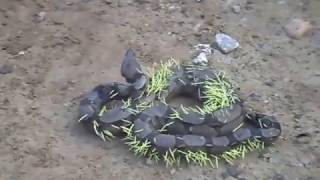 Con trăn khổng lồ quá mức tự phụ, nó cố gắng ăn thịt con nhím nhưng mọi việc trở nên tồi tệ hơn khi nhím tự vệ bằng lông của nó.