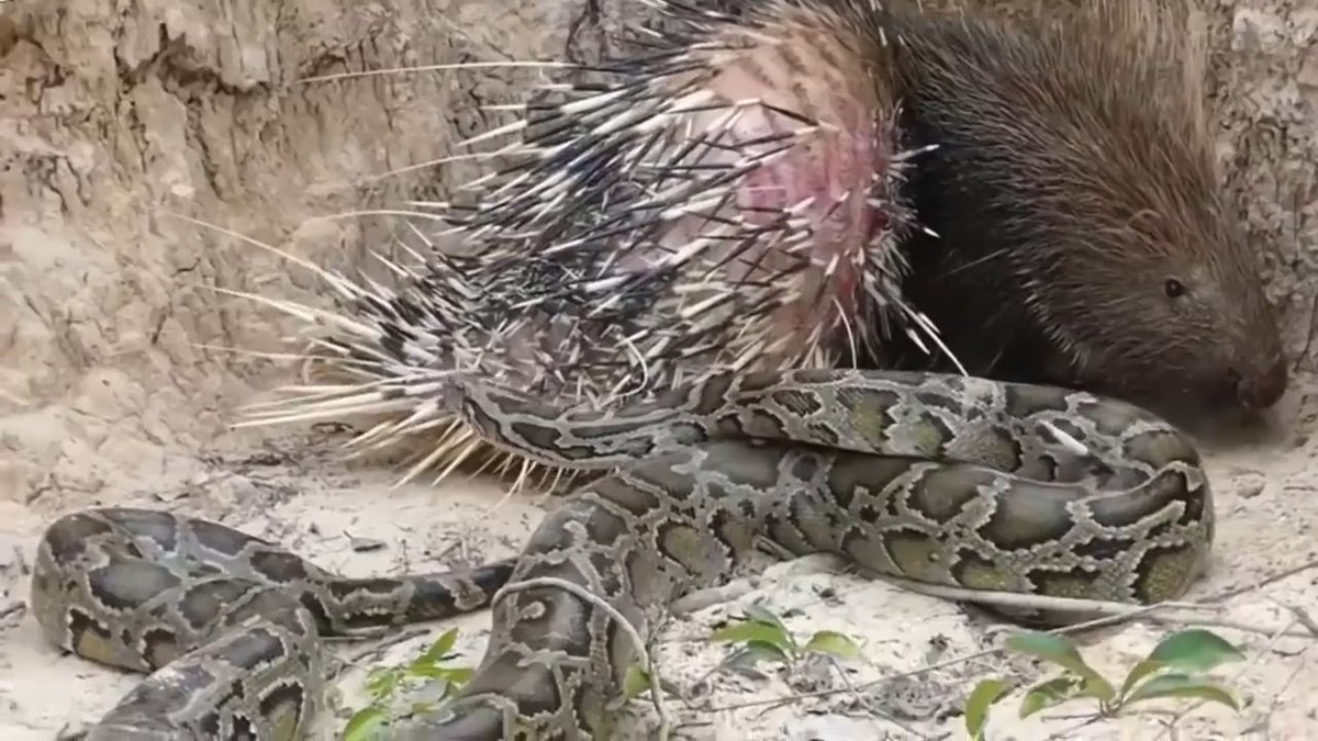 Theo quan sát của các nhà động vật học, tự nhiên học, khi tấn công nhím, trăn, rắn chưa từng dành được phần thắng.