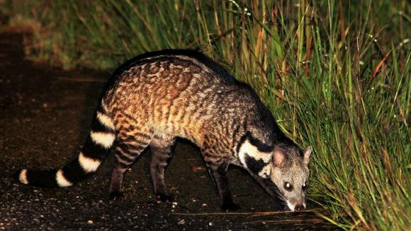 Qua xem xét đối chiếu, các chuyên gia xác định loài động vật nhỏ "đầu chuột thân mèo" này là cầy gấm hay cầy báo, động vật được bảo vệ hạng hai quốc gia.