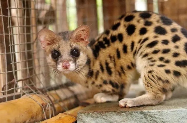 Sau khi khống chế được con cầy gấm, cảnh sát đã đưa nó đến khu vực rừng hẻo lánh và thả đi.