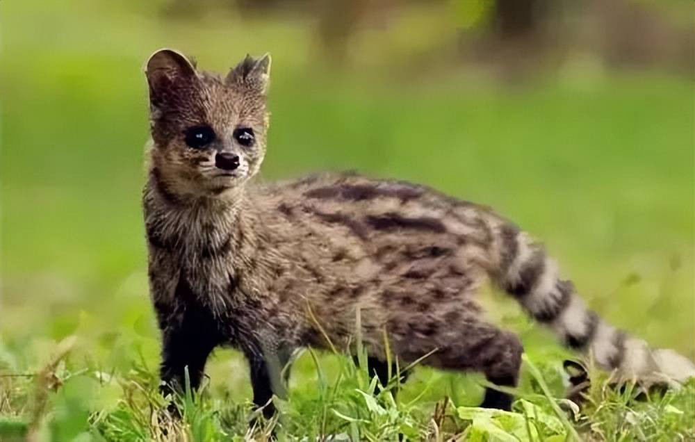 Những năm gần đây, số lượng cầy gấm giảm rất mạnh nên ngày càng ít người nhìn thấy chúng, nguyên nhân chính là do một số vùng núi bị con người phá rừng, khiến cầy gấm mất môi trường sống.