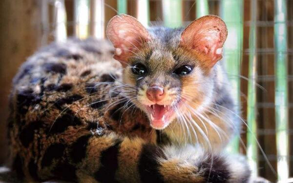 Nhận được thông báo, đồn cảnh sát nhanh chóng đến nhà người dân và phát hiện sinh vật bí ẩn này có kích thước nhỏ, bộ lông đẹp, đuôi thon, đầu giống chuột, thân hình giống mèo nên đã đưa về đồn cảnh sát.