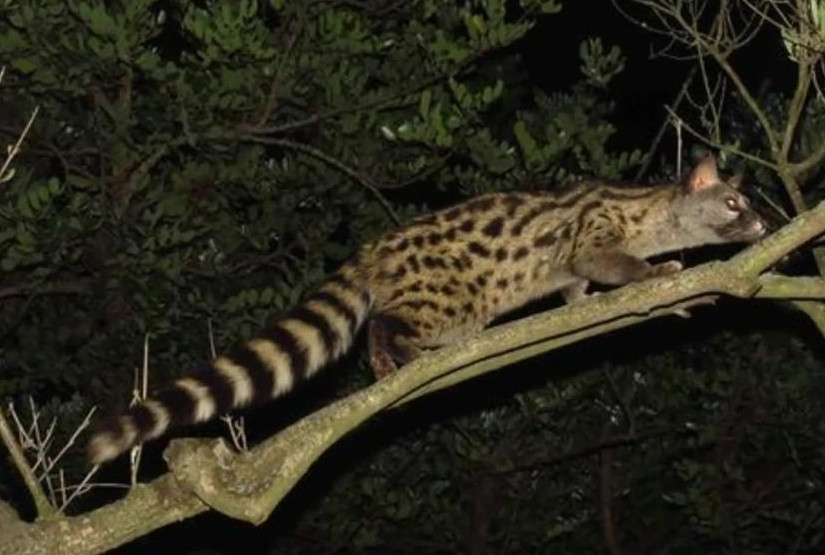 Theo các chuyên gia, con cầy gấm này có thể đang tìm kiếm thức ăn vào ban đêm nên vô tình đột nhập vào nhà dân, gây xôn xao.