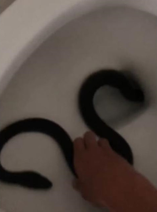Đó là một con rắn dài đang chiếm trọn lấy cả bồn cầu, cô sợ hãi đến mức hét lên, lập tức đóng nắp bồn cầu và gọi cho người bắt rắn và nhờ giúp đỡ. Dù con rắn đã được mang đi, người phụ nữ vẫn còn sợ hãi và hét lên: "Tôi không thể đi vệ sinh ở đây trong ba tuần tới!"