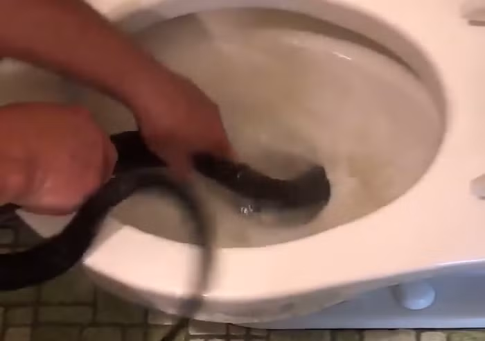 Con rắn này lẩn trốn khá giỏi, họ phải mất hai ngày tới nhà cô Michelle Lespron mới bắt được nó.