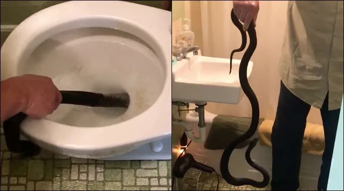Chủ công ty - anh Bryan Hughes đã nhận thầu vụ việc này và cho biết con rắn trốn trong bồn cầu nhà cô Michelle Lespron là rắn roi (Coachwhip).
