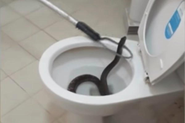 Theo Michelle Lespron, cô không dám sử dụng nhà vệ sinh đó trong vòng 3 tuần kế tiếp, cô đã chuyển hết đồ đạc vệ sinh cá nhân sang một phòng tắm khác trong nhà.