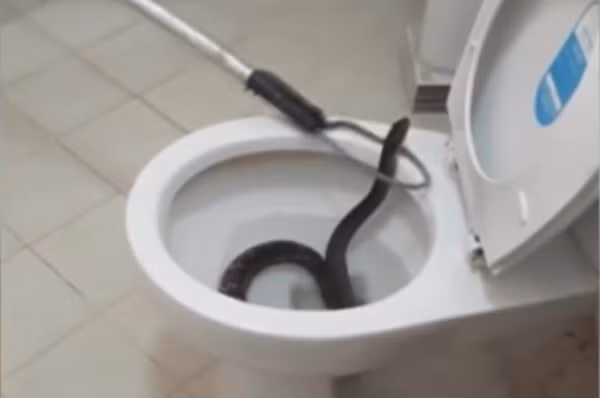 Theo Michelle Lespron, cô không dám sử dụng nhà vệ sinh đó trong vòng 3 tuần kế tiếp, cô đã chuyển hết đồ đạc vệ sinh cá nhân sang một phòng tắm khác trong nhà.