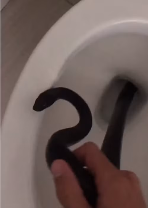 Cụ thể, theo thông tin đăng tải, cô Michelle Lespron, một phụ nữ ở Arizona, vừa trở về nhà sau chuyến du lịch nước ngoài, đang định thả lỏng cơ thể mệt mỏi, cô chạy vào nhà vệ sinh để giải quyết nhu cầu cá nhân thì bất ngờ thấy một vị "khách không mời mà đến", đó là một con rắn đen, trông cực kỳ đáng sợ.
