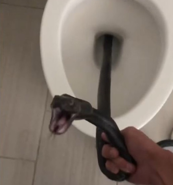 Sợ hãi, hoảng loạn, cô Michelle Lespron hét lên, vội đóng nắp bồn cầu và gọi cho công ty bắt rắn địa phương "Rattlesnake Solutions" để được giúp đỡ.