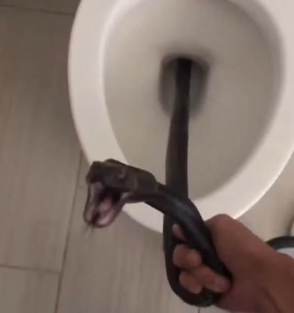 Sợ hãi, hoảng loạn, cô Michelle Lespron hét lên, vội đóng nắp bồn cầu và gọi cho công ty bắt rắn địa phương "Rattlesnake Solutions" để được giúp đỡ.