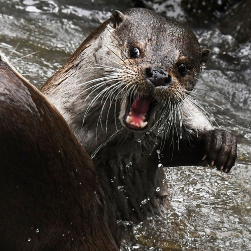 Liên quan đến điều này, công viên bang Montana cho biết, mặc dù tình huống rái cá tấn công con người rất hiếm thấy, nhưng rái cá sẽ cực kỳ hung dữ, chúng có thể tấn công con người để bảo vệ con cái hoặc thức ăn.