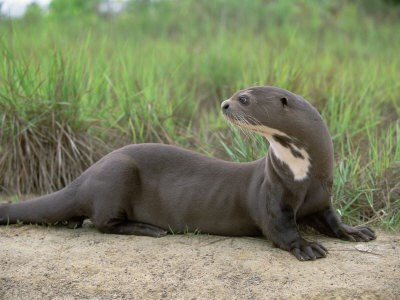 Jen Royce nhớ lại, sau khi bị "thuỷ quái" tấn công, máu liên tục chảy ra từ mặt và mũi của cô, khi đó cô cảm thấy rất yếu nên đã nói với bạn bè rằng cô ấy yêu tất cả mọi người, bởi lúc đó cô nghĩ, nếu nhắm mắt lại thì sẽ không thể thức dậy nữa.