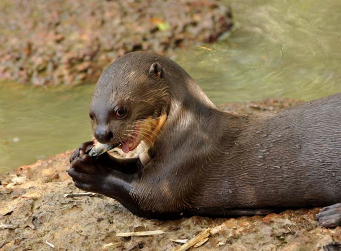 Một trong những người bạn của Jen đã chạy 3,2 km để gặp đội tìm kiếm và cứu nạn. Cuối cùng, họ may mắn được cứu sống và đưa đến bệnh viện điều trị, cả 3 người được tiêm vắc-xin dại. Riêng Jen lập tức phải phẫu thuật để khâu vết thương ngay.