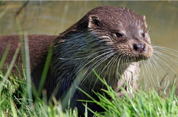 Trong quan niệm của mọi người, rái cá là loài động vật dễ thương. Tuy nhiên, một người phụ nữ ở Mỹ mới đây bị một con rái cá tấn công, cô bị cắn vào mặt, tay và tai trong 5 phút khiến người bê bết máu và phải khâu nhiều mũi.