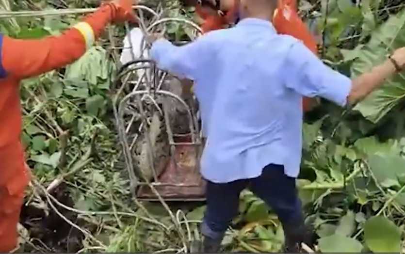 Sau khi đo kích thước, họ xác định con trăn này là trăn gấm, dài 2,5 mét, nặng khoảng 90 kg.