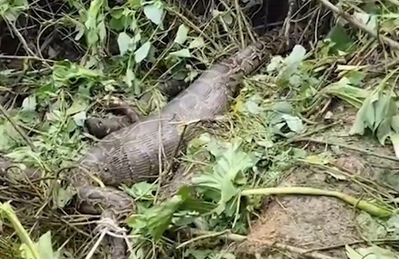 Trăn gấm khổng lồ chủ yếu phân bố ở miền Nam Trung Quốc. Do việc săn bắn quá mức của con người, quần thể trăn liên tục suy giảm, được xếp vào danh sách động vật hoang dã được bảo vệ cấp quốc gia hạng hai.