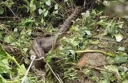 Nhận được tin báo, cảnh sát cứu hỏa lập tức có mặt, sử dụng thiết bị để bắt được con trăn khổng lồ.