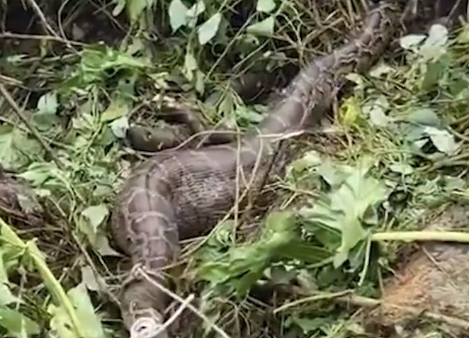 Cụ thể, đầu tiên cảnh sát dùng bẫy rắn kẹp đầu con trăn, sau đó dùng dây thừng quấn lại, thành công kéo con trăn ra ngoài và nhốt vào lồng sắt.