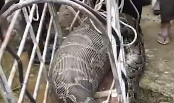 Lực lượng cứu hỏa nhắc nhở, trăn tuy lớn nhưng không có độc, khi săn mồi, chúng thường quấn chặt con mồi trước, làm ngạt thở đến chết rồi nuốt chửng, sau khi ăn no, chúng không cần ăn trong vài tháng.