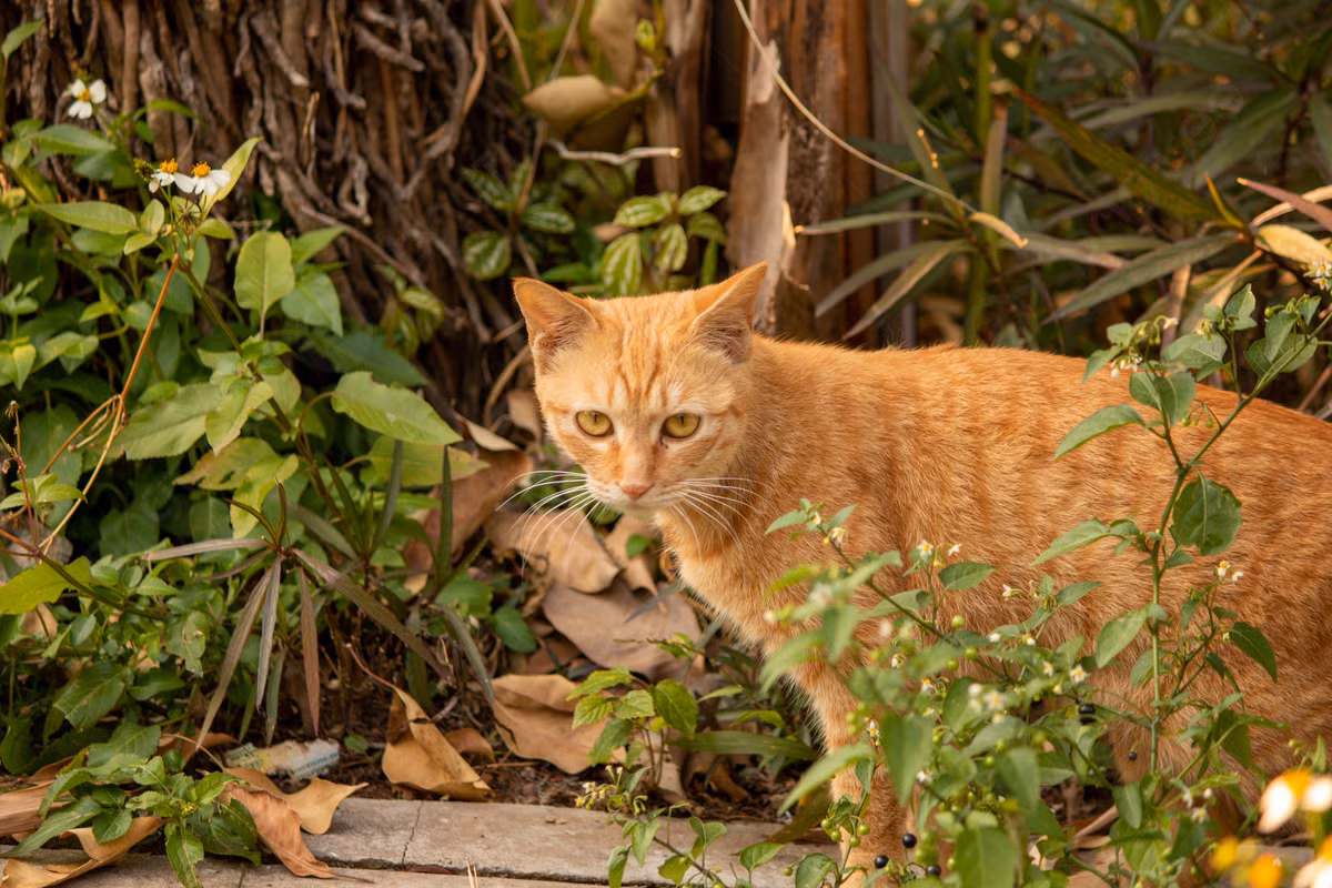 Anh Ngu Lỗi - chuyên gia của Đại học An Huy, người đã theo dõi thường xuyên tại địa điểm này cho biết, trong những năm gần đây, anh thường xuyên thấy những con mèo màu cam trên đỉnh núi.