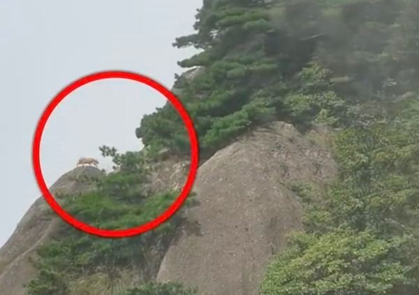 Rất nhanh, những hình ảnh này thu hút đông đảo sự quan tâm, chú ý của dư luận. Đa số mọi người đều tỏ ra ngạc nhiên, thích thú.