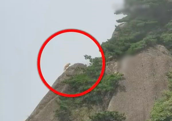 Có người cho rằng đó là loài báo mây hay còn gọi là báo gấm, họ còn chia sẻ thêm rằng mình là người địa phương, hồi nhỏ từng may mắn được thấy báo gấm trong rừng đôi ba lần.