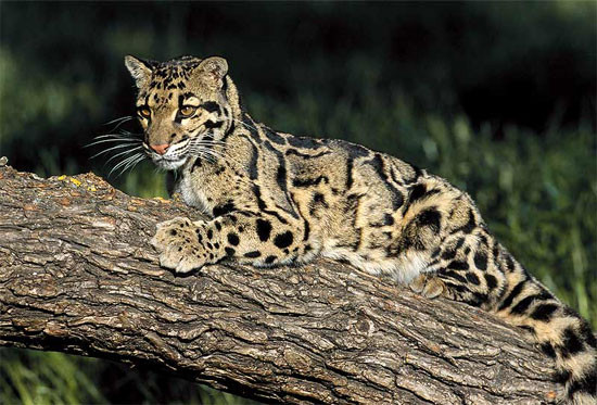 Lông chúng màu nâu hay hung, điểm "hoa" elip lớn, hình dạng không đều, gờ màu sẫm trông giống như đám mây, vì thế tên khoa học và một số tiếng nước ngoài đều nhắc tới "mây".