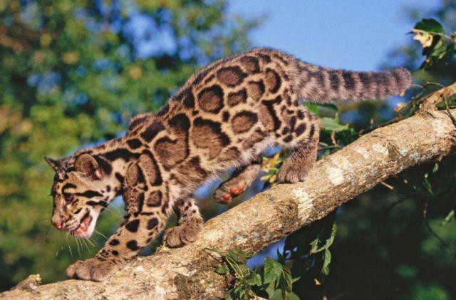 Vì bị du khách cho ăn nhiều, những con mèo này có kích thước lớn hơn, béo hơn, như thế có thể suy ra, những gì du khách này chụp được chỉ là một con mèo cam quá béo mà thôi, không phải báo mây quý hiếm.