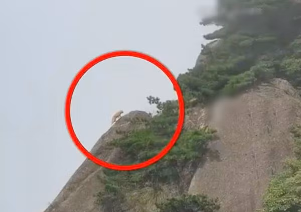 Có người cho rằng đó là loài báo mây hay còn gọi là báo gấm, họ còn chia sẻ thêm rằng mình là người địa phương, hồi nhỏ từng may mắn được thấy báo gấm trong rừng đôi ba lần.