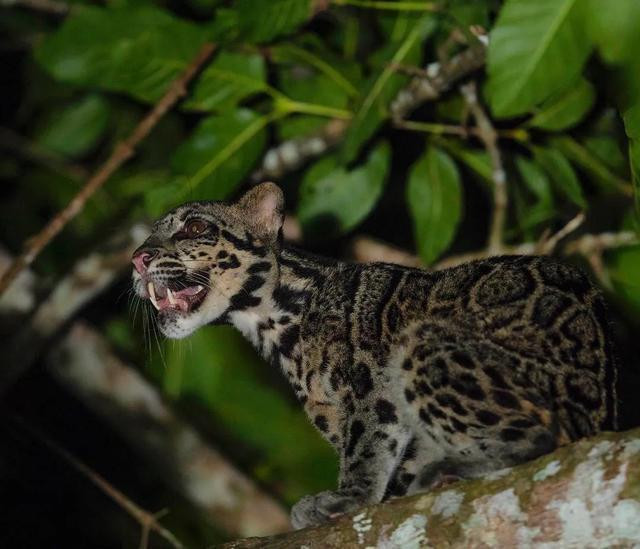 Theo tìm hiểu, báo mây có tên khoa học là Neofelis nebulosa, là một loài mèo cỡ trung bình trong Họ Mèo, toàn thân dài 60 tới 110 cm và cân nặng khoảng 11 – 20 kg.