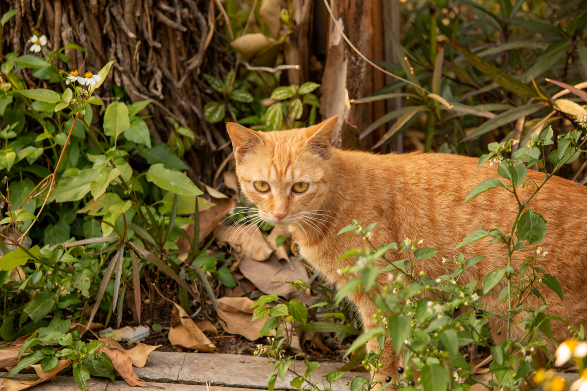 Anh Ngu Lỗi - chuyên gia của Đại học An Huy, người đã theo dõi thường xuyên tại địa điểm này cho biết, trong những năm gần đây, anh thường xuyên thấy những con mèo màu cam trên đỉnh núi.