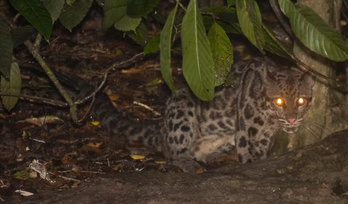 Tuy vậy, vẫn có người tin rằng đó là báo mây vì không có con mèo nào có kích thước lớn như vậy.