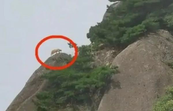 Một du khách tại Trung Quốc gần đây thăm thú khu du lịch cảnh quan Hoàng Sơn ở tỉnh An Huy và vô tình chụp được hình một con vật bí ẩn trên núi. Cho rằng đó là một con báo quý hiếm, loài vật được coi là thần thú bảo vệ rừng xanh, anh rất vui mừng, khoe những hình ảnh quay chụp lại lên mạng xã hội.