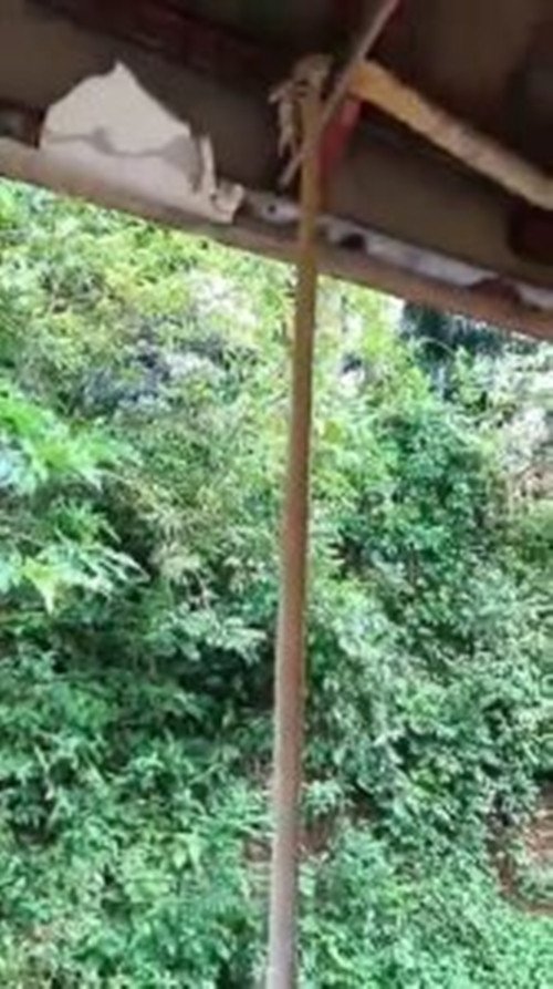 Người bắt rắn nhận được tin nhanh chóng đến hiện trường. Khi thấy tình thế không mấy tốt lành, con rắn hổ mang chúa đã tính nước bỏ đi, nó cố gắng thả con mồi ra và chạy trốn.