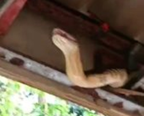 Tuy nhiên, nếu con rắn chạy thoát, khả năng nó quay lại khu nhà ở dành cho nhân viên rất cao, vì vậy chuyên gia bắt rắn không buông tha, cố gắng bắt được con rắn độc.