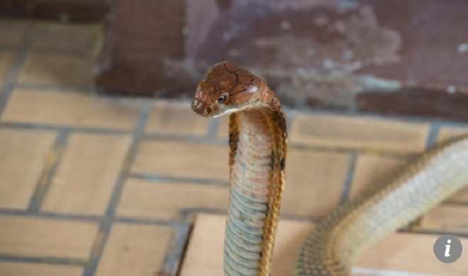 Sau khi bắt được nó, đội cứu hộ đem nó đi thả ở khu rừng cách xa nhà dân.