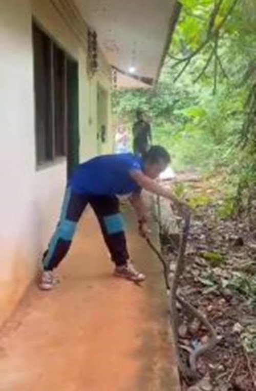 Sau một lúc lâu đấu trí, chuyên gia bắt rắn cuối cùng cũng hiểu rõ chuyển động đầu của con rắn và thành công khống chế được nó, đem thả ở nơi cách xa khu dân cư. Được biết, con rắn hổ mang chúa này dài 2,5 mét, nặng 3,5kg, rất hung dữ. May mắn là nam nhân viên đã sáng suốt gọi cho chuyên gia bắt rắn, nếu cố gắng đuổi con rắn này đi, có thể tạo ra hậu họa khôn lường.